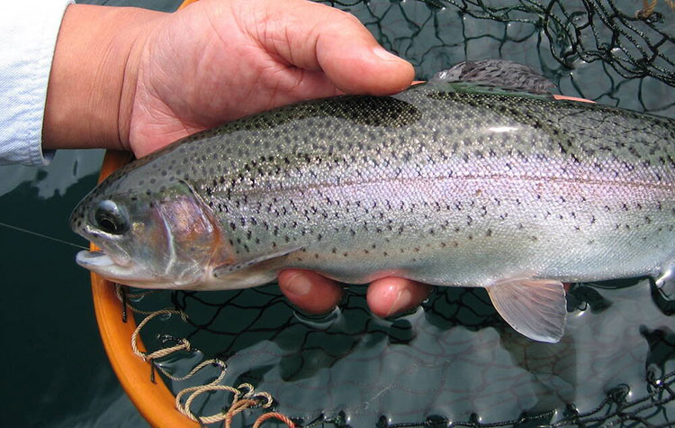 Trout Fishing